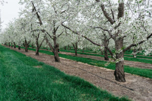 fruit trees in bloom